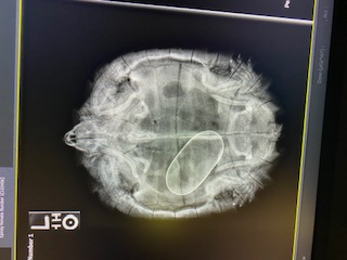 X-ray of pregnant turtle conducted by students.
