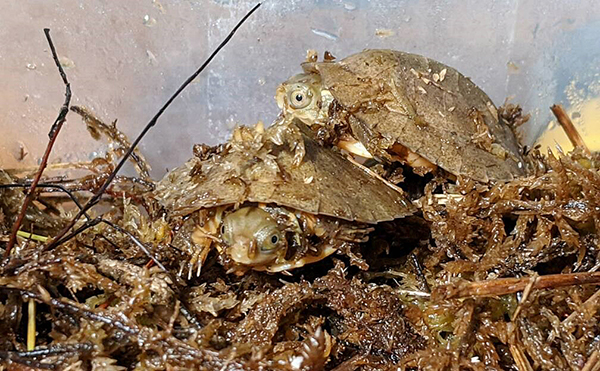Beal’s eyed turtle hatchlings